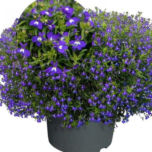 Lobelia erinus 'Masterpiece F1 Blue with Eye' - Sinilobeelia 'Masterpiece F1 Blue with Eye'